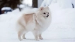 Beli pes: puhasti psi bele barve