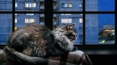 5 Razlogov, zakaj mačka teče in meow ponoči