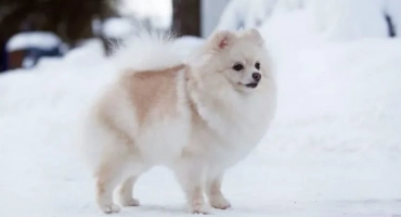 Beli pes: puhasti psi bele barve